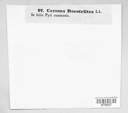 Caeoma roestelites image